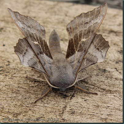 Poplatr-Hawk-Moth-2 Poplatr-Hawk-Moth-2