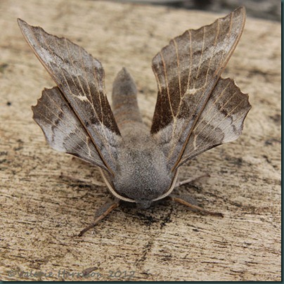 Poplatr-Hawk-Moth-2