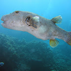 Grote puffer