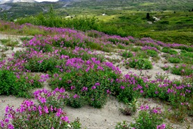 dwarf fireweed on the Haines Highway near the summit