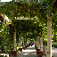 Turfan - Treillis de vigne allée Turfan - Treillis de vigne allée