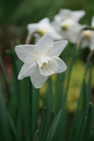 Daffs7