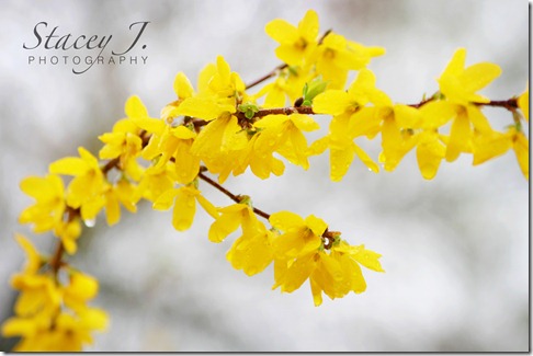 Forsythias 001