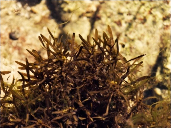 brown seaweed - © ēgm. 2015