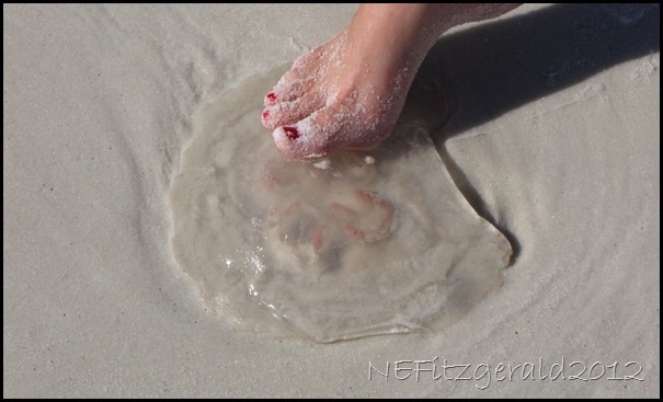 IMG_9979Jellyfish FtWaltonBeach IMG_9979Jellyfish FtWaltonBeach