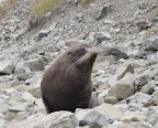 Seal
