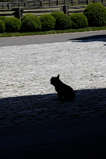 Francesca is so busy inside being a photo assistant and I'm feeling kind of cold sitting out here in the shade.