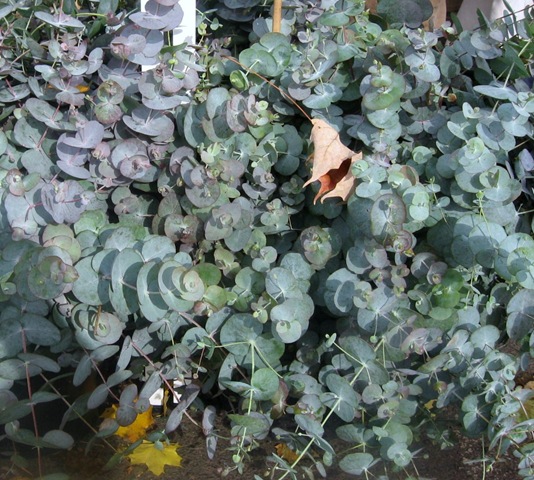 [eucalyptus%255B7%255D.jpg]