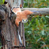 A Kestrel In A Dive For Some Food - Adelaide, Australia