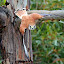A Kestrel In A Dive For Some Food - Adelaide, Australia