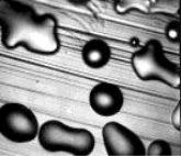 smooth colonies