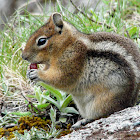 Cascade golden-mantled ground squirrel