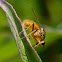 Golden Dung Fly