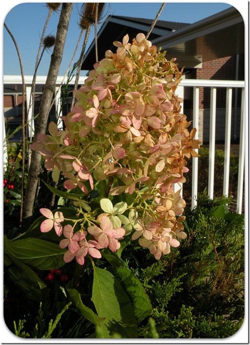 garden planters 6