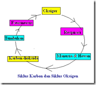 siklus Karbon & Oksigen siklus Karbon & Oksigen
