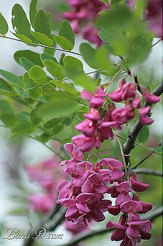 [DA_Casque_Rouge_Locust_PinkCascadingLocust4%255B8%255D.jpg]