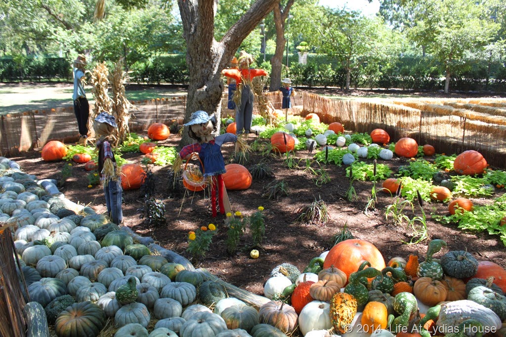 [Dallas-Arboretum---pumpkin-festival-%255B5%255D.jpg]
