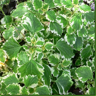 Plectranthus_madagascariensis variegado