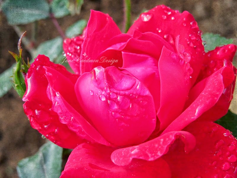 [Red_Rose_kksimple3.jpg]