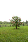 How about that tree?  Dogwoods also come in lovely shades of pink.