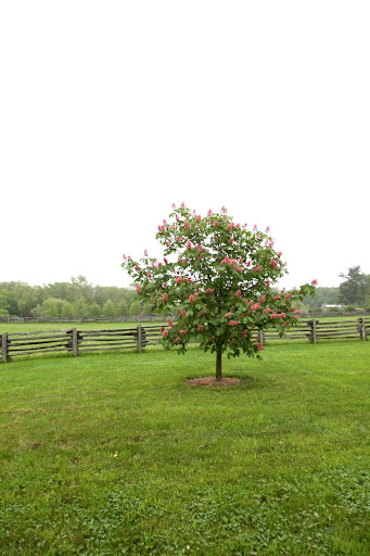 How about that tree?  Dogwoods also come in lovely shades of pink.