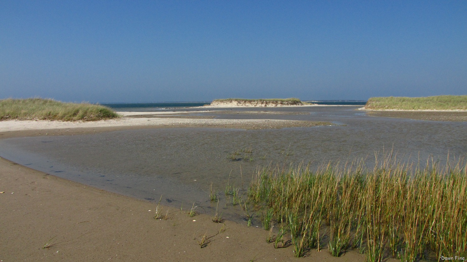 [Birding-south-beach_0803.jpg]