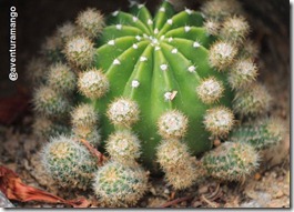 Cacto Cacto