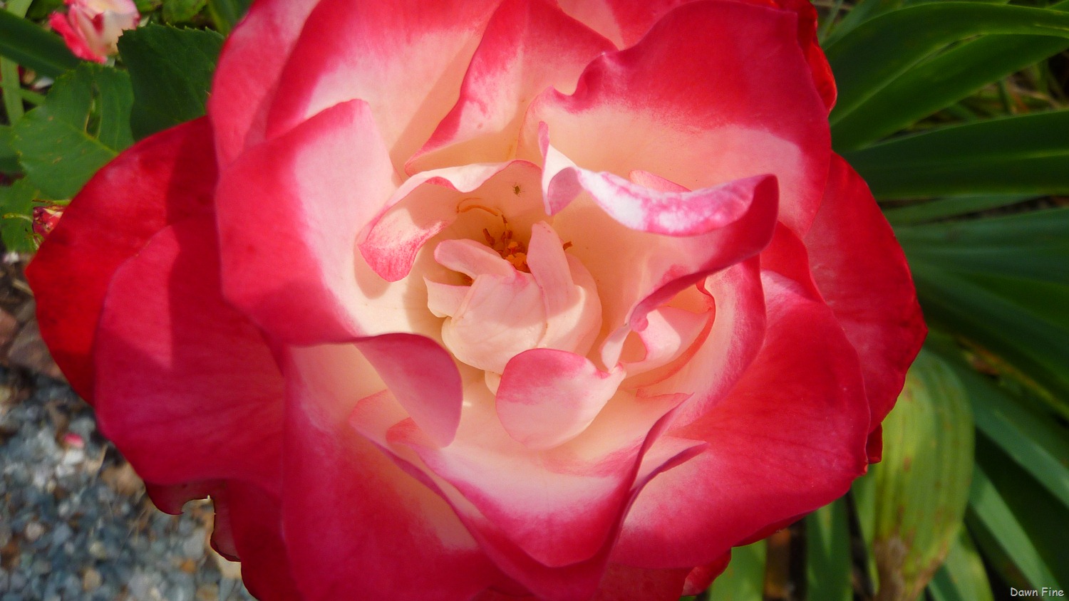 [flowers%2520in%2520mom%2520and%2520dads%2520garden_052%255B3%255D.jpg]