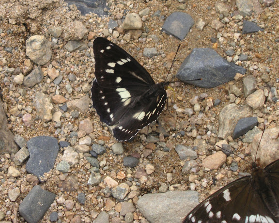 Athymodes (Mimathyma) nycteis MÉNÉTRIÉS, 1859. Cinq km au sud de Novogordeevka près d'Anutchino (Primorskij Kraj, Russie), 3 juillet 2011. Photo : Jean Michel