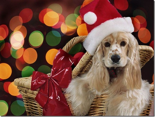 Köpek Wallpapers