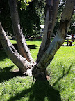 And great trees to pee on!