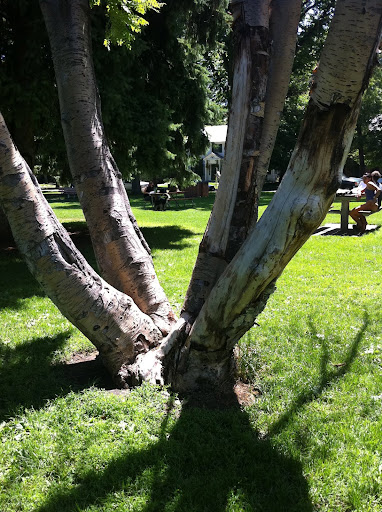 And great trees to pee on!