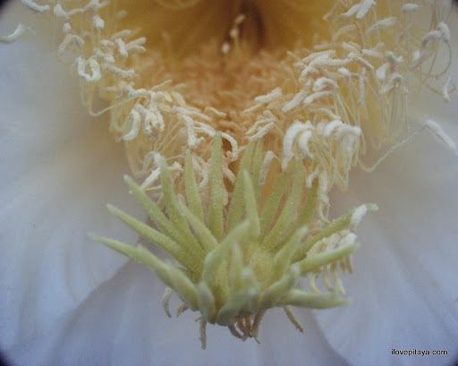 Dragon+fruit+flower+pictures
