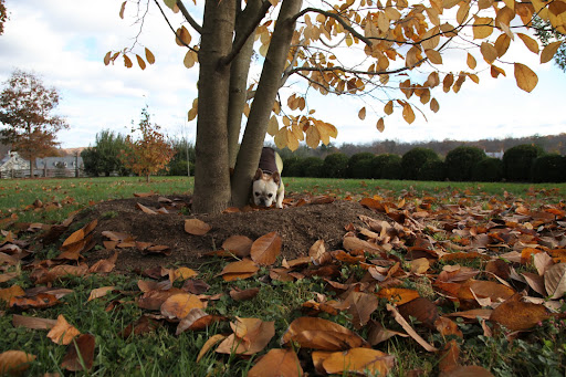 What happens with all of these fallen leaves?