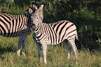 Selv disse zebraer stod bare og gloede på, at vi passerede.