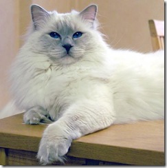 ragdoll 1