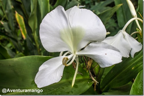 Mariposa - Flor nacional de Cuba