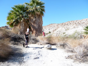 What our palms on the coast would look like without "haircuts".