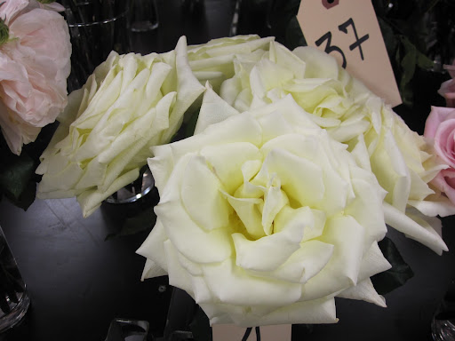 Another flower that isn't available yet. I love the shape of the petals!