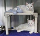 Anyone can set up a page on the Kuranda website for a favorite shelter.