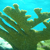  Snorkel Buck Island Reef 
