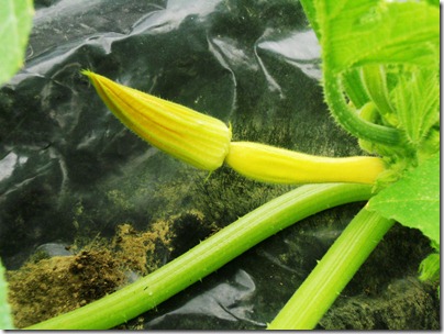 garden9