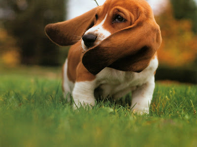 basset-hound-126.jpg