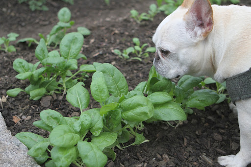 And I see that you have many nice rows of tender leaves, which are loaded with iron and antioxidants.