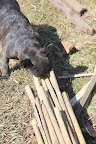 I'll work on the bamboo supports.