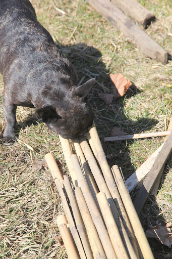 I'll work on the bamboo supports.