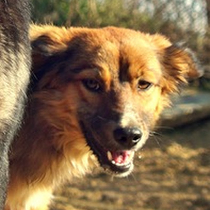 IZAN