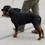 Rottweiler hodowla szczenięta Toro Negro -012.JPG