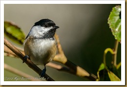 Black-capped Chickadee - Poecile atricapillus, Black-capped Chickadee - Poecile atricapillus,