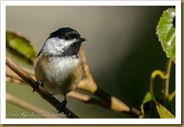 Black-capped Chickadee - Poecile atricapillus,